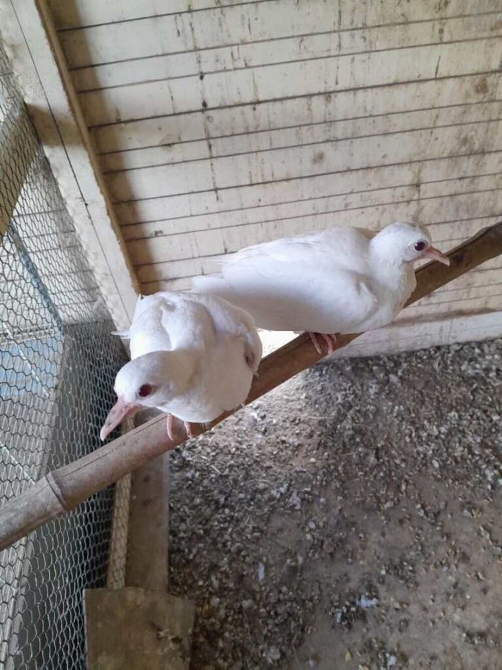   Oiseaux 
