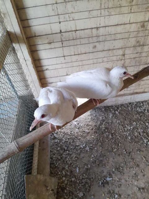 Oiseaux 10 44220 Couëron