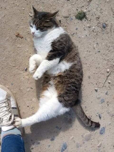 Chat PATAPOUF &agrave; l adoption 200 26330 Ch�teauneuf-de-galaure