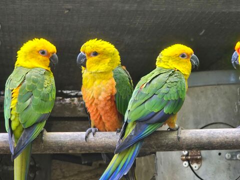 Couple de conure Jandaya 400 83330 Le castellet