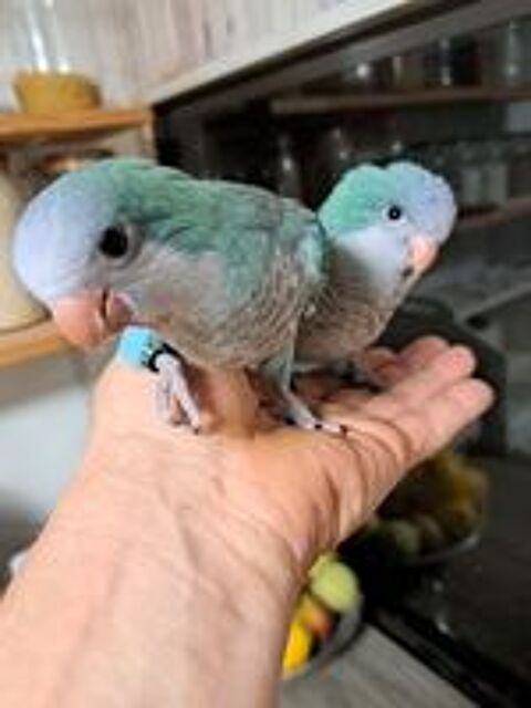   Conures souris ( veuve  ) Femelle EAM 