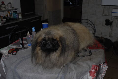 TRES BEAU MALE PEKINOIS MULTI CHAMPION 1800 01100 Oyonnax