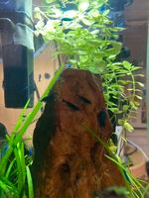  Crevettes aquarium  
