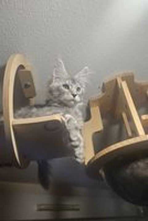   maine coon loof 