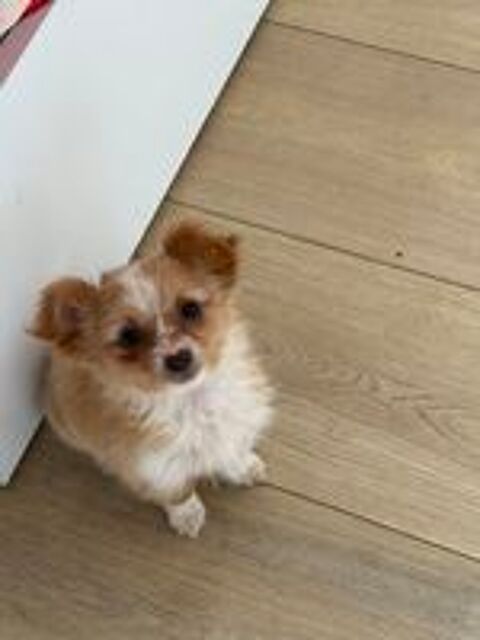   Chiot croisé spitz X chihuahua mâle  