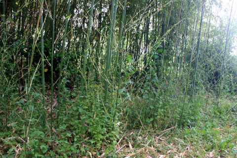 Bambous  a couper  ou  a deraciner 1 Ranc (01)