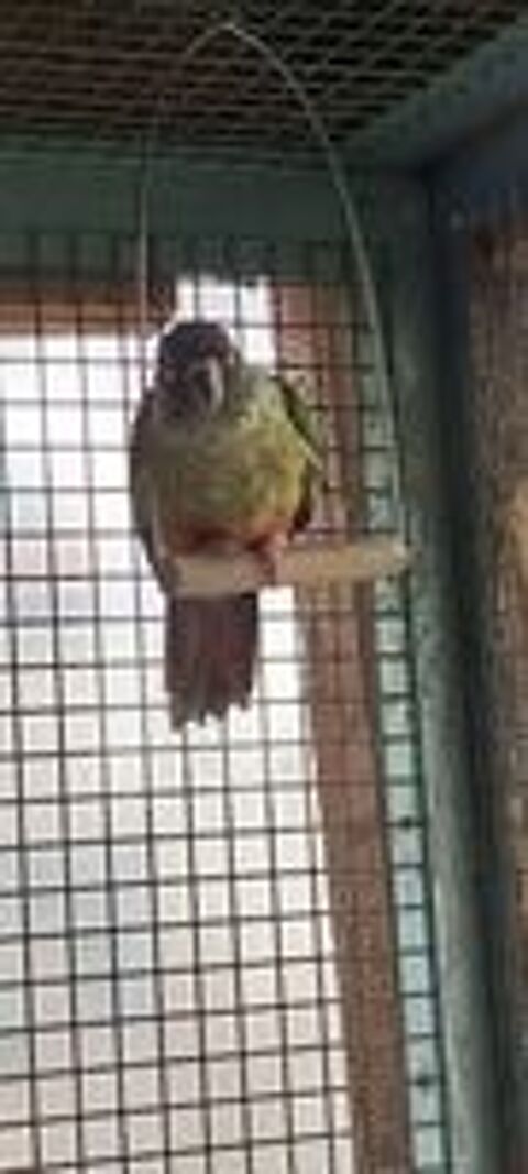   Conure molinae  