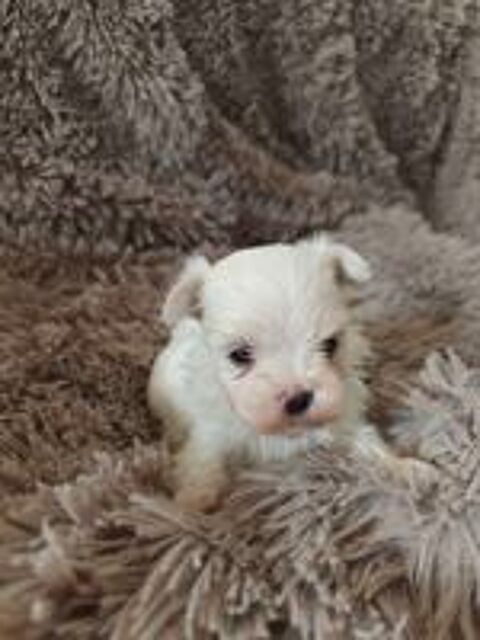   Chiots bichons maltais coréen à réserver  