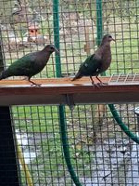   Oiseaux de cage et de voliere 