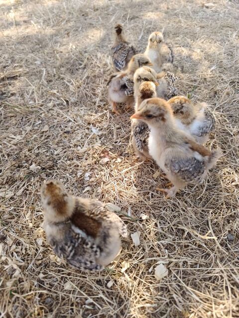 Poussin d'ornement p&eacute;kin 0 79440 Courlay