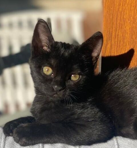 SUSI 185 27620 Gasny