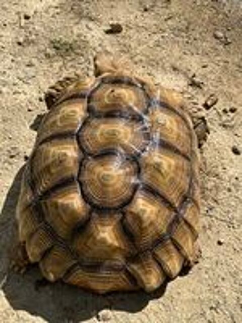   Sulcata male 