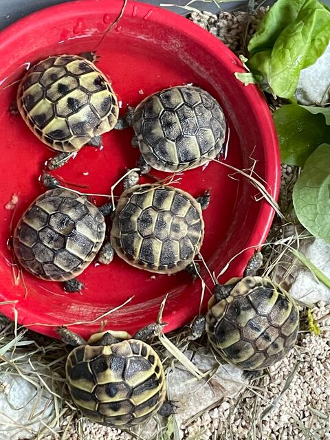 TORTUE HERMANN 34090 Montpellier