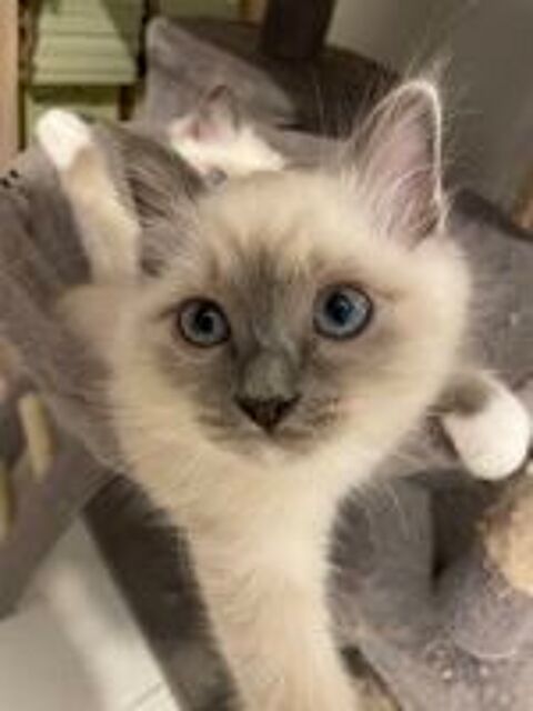   Chatons Sacr de Birmanie  