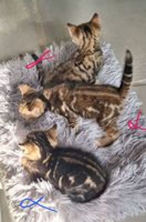   Chatons Bengal  