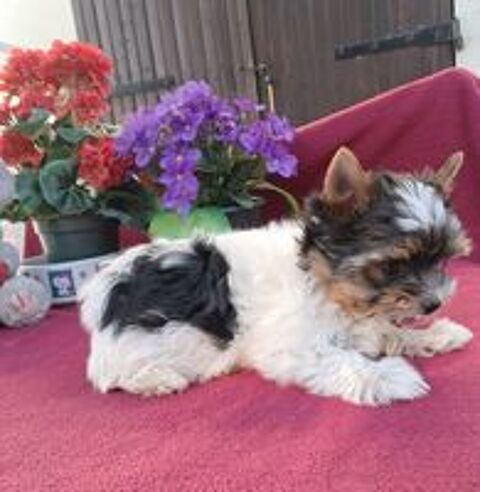   chiots biewer tricolore 