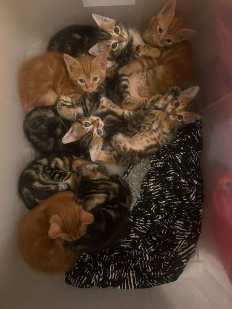 Chatons 0 75018 Paris