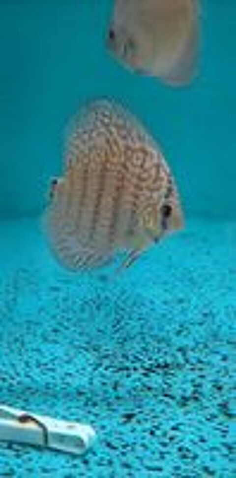    discus  