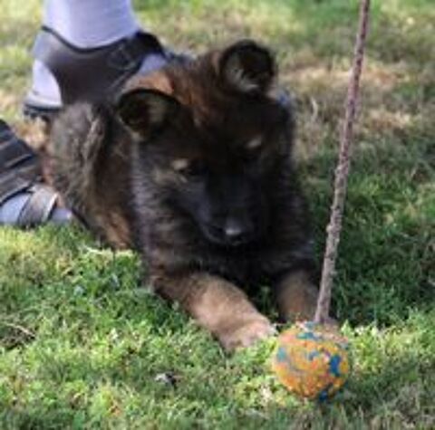   Chiot Berger Allemand gris  non lof 