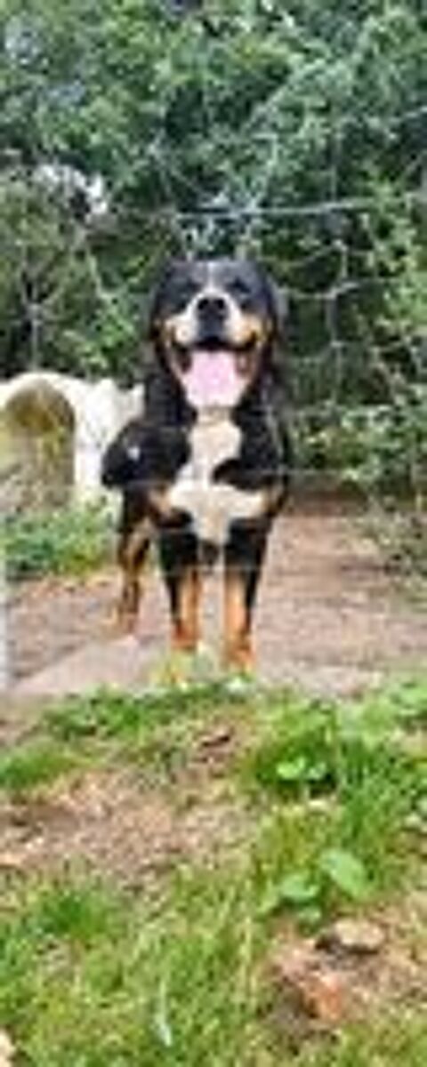   Très gentil mâle grand bouvier suisse 9 ans 
