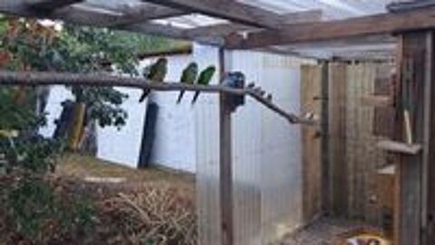   Oiseaux de cages et de volières  