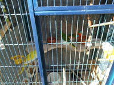   oiseaux plus cage 
