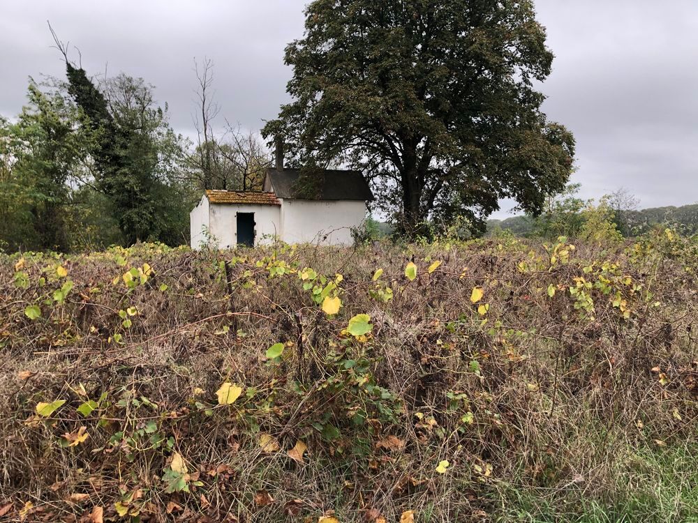 Vente Terrain Mazet 50m2 sur 1 hectare Lézignan-la-cèbe