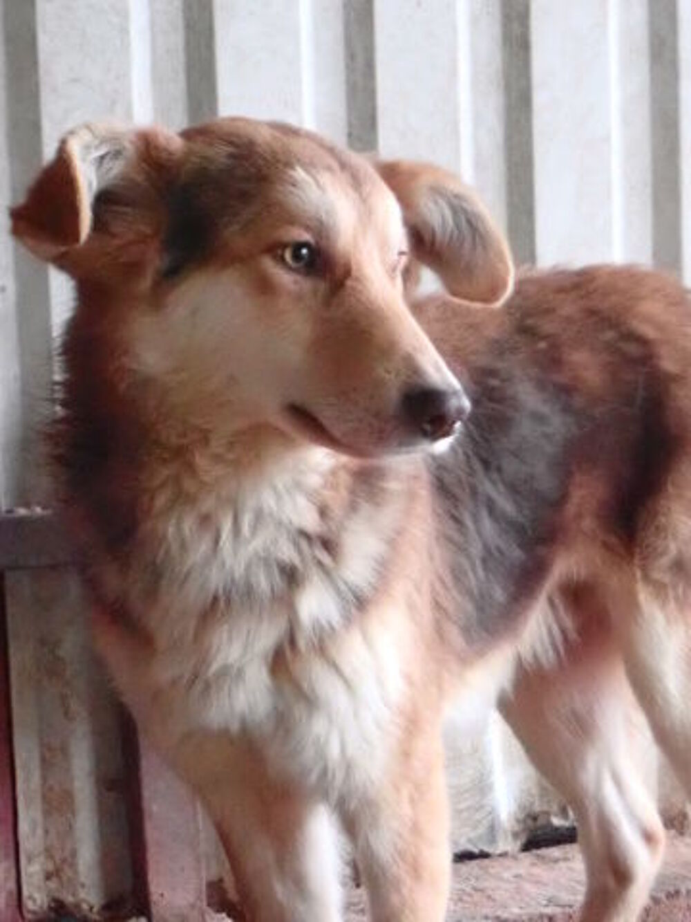   Hooper à l'adoption 