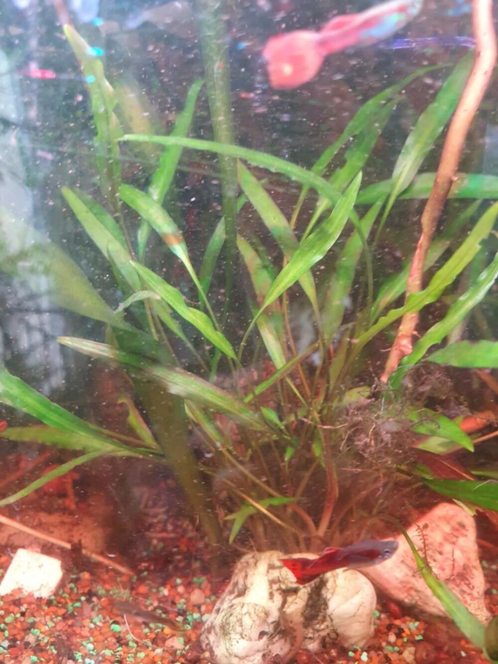   plante aquatique  