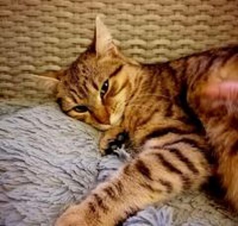  Pop Corn chatte tigre 6 mois A ADOPTER 