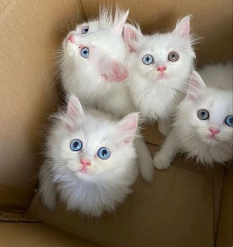 Magnifique chaton persan  disponible 600 78711 Mantes-la-ville