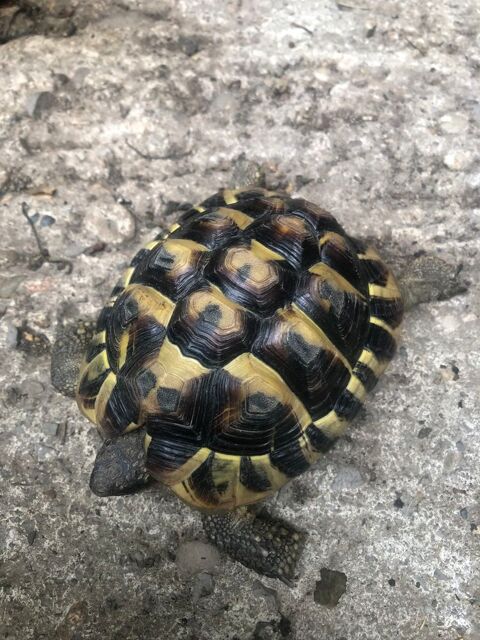 Tortue 0 07380 Meyras
