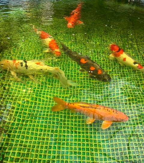 Carpes koi provenance Japon 500 06250 Mougins