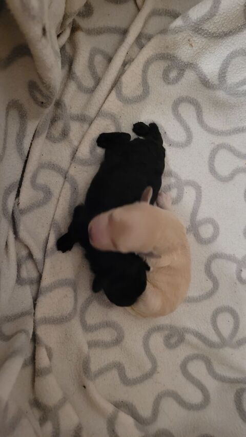Chiot Caniche Toy  Femelle  a reserve  1700 59400 Cambrai