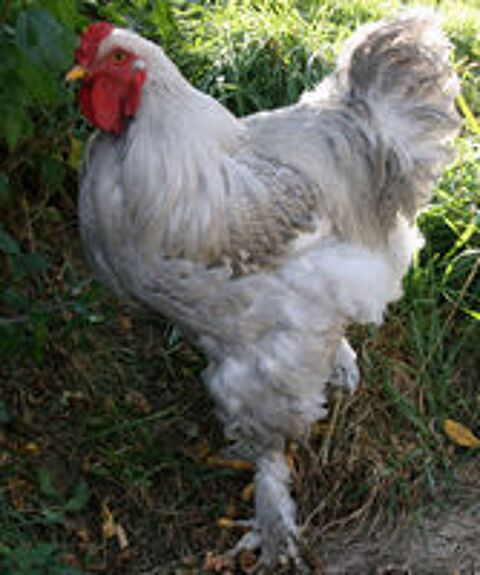   Oeufs fecondés poules Brahma  