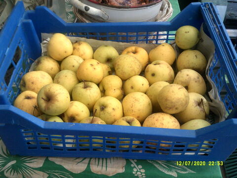 Pommes golden BIO 1 Saint-Laurent-de-la-Pr�e (17)