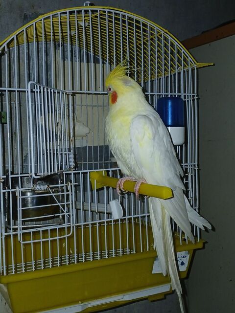 Calopsite avec cage 50 95100 Argenteuil