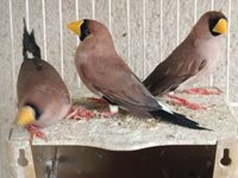   Oiseaux Bec d'argent  