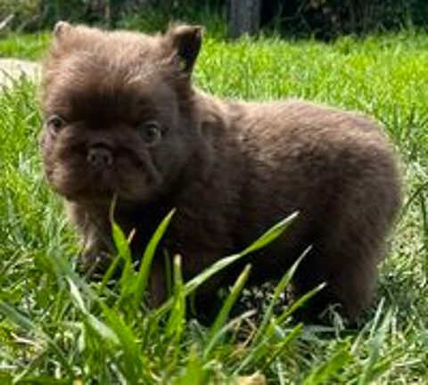   Chiot bouledogue français fluffy  