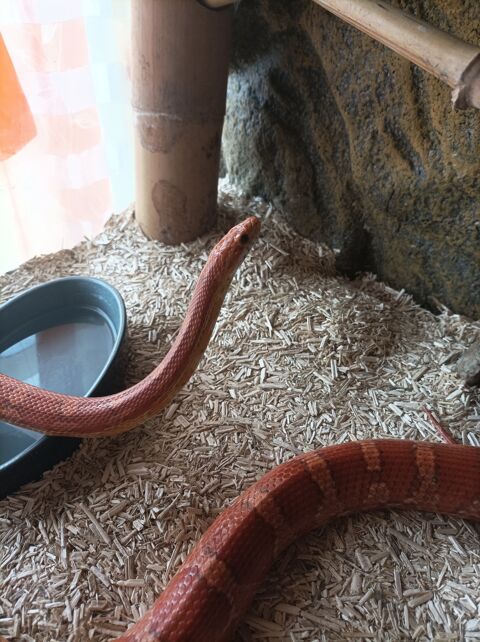 Serpent des bls 38440 Saint-jean-de-bournay