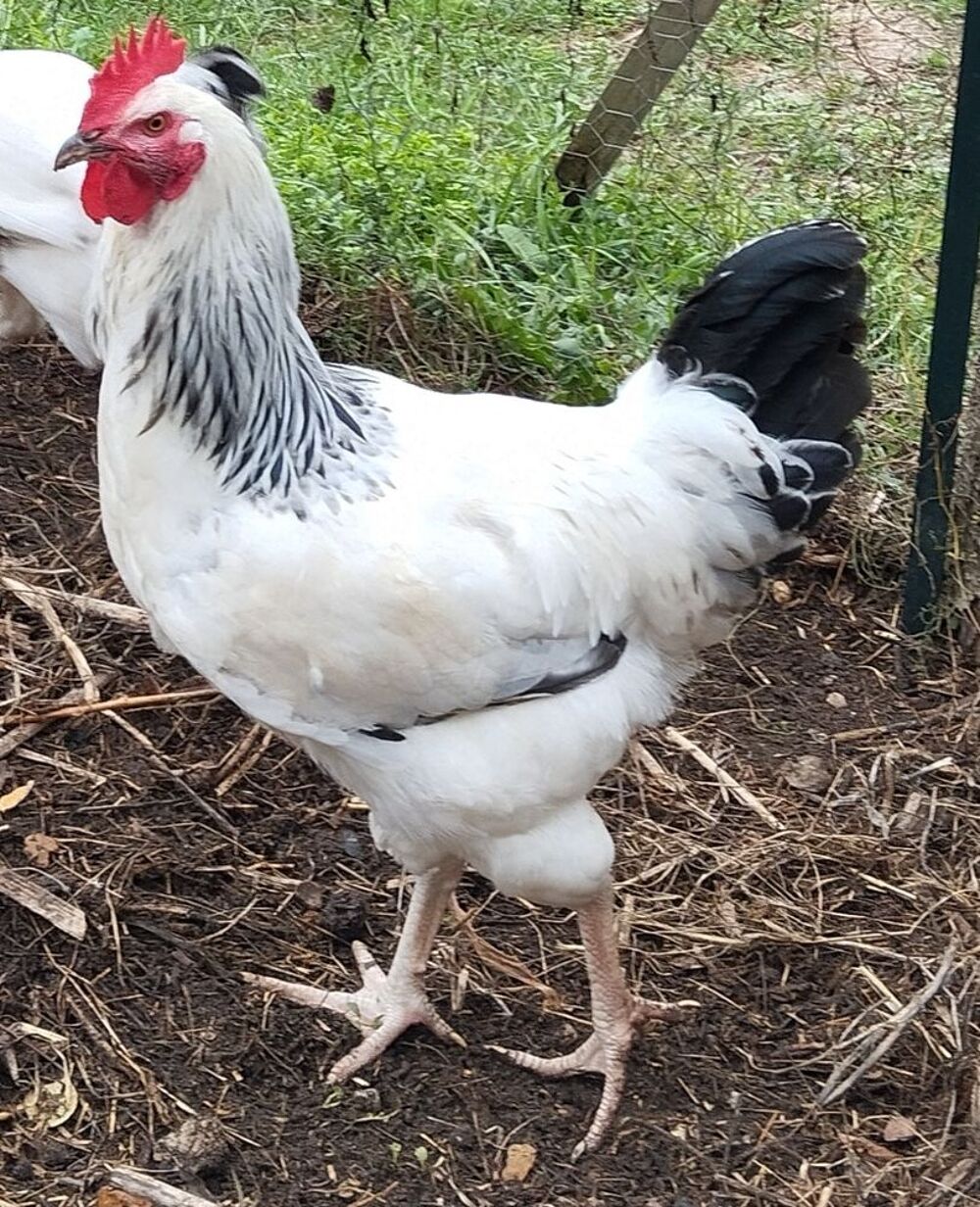   COQ SUSSEX  