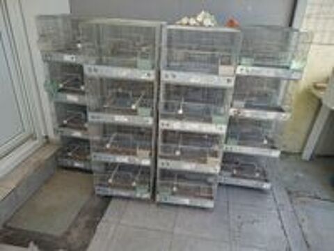   cages de reproduction 