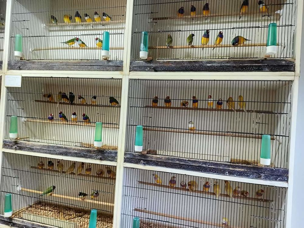   Rachete oiseaux  