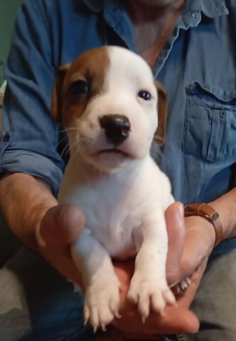 a reserver bb jack russell terrier 800 16240 Paizay-naudouin-embourie