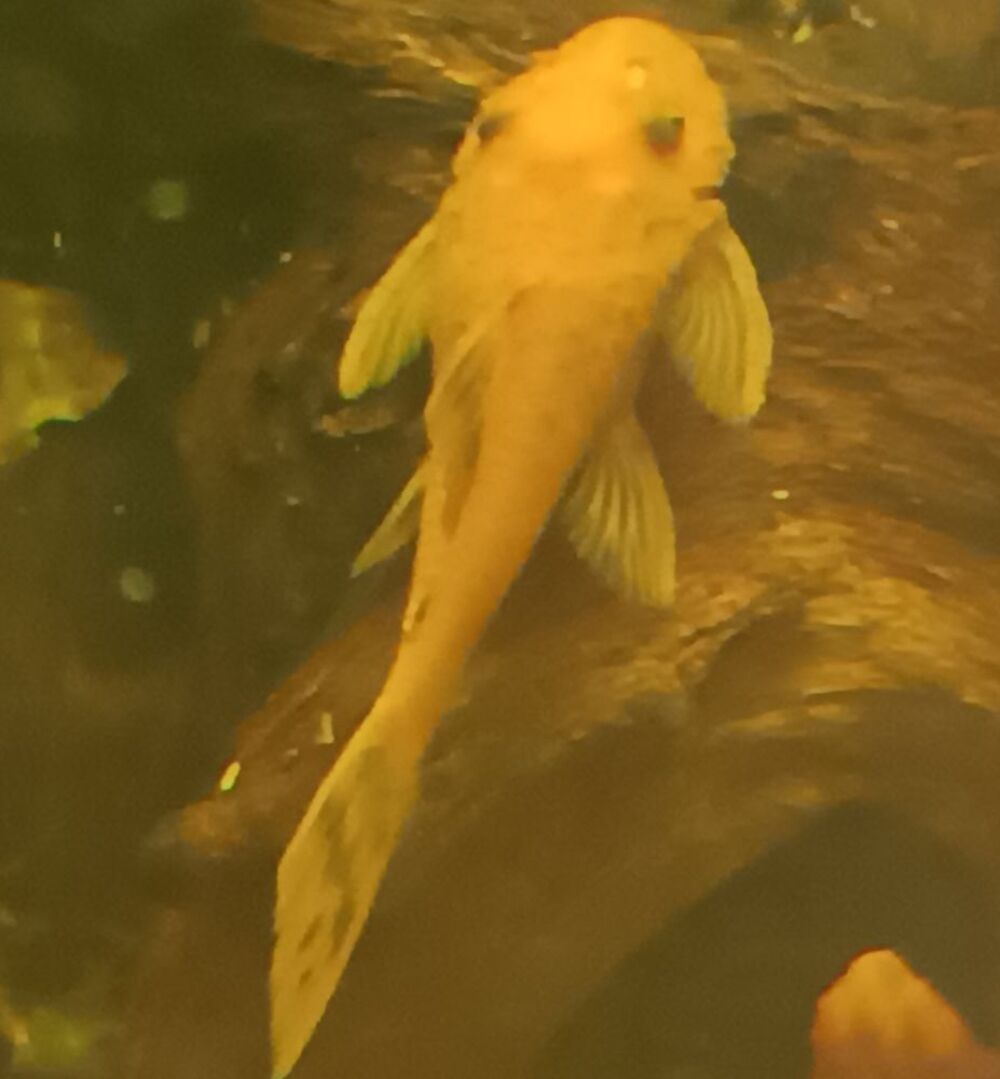   Ancistrus Red  