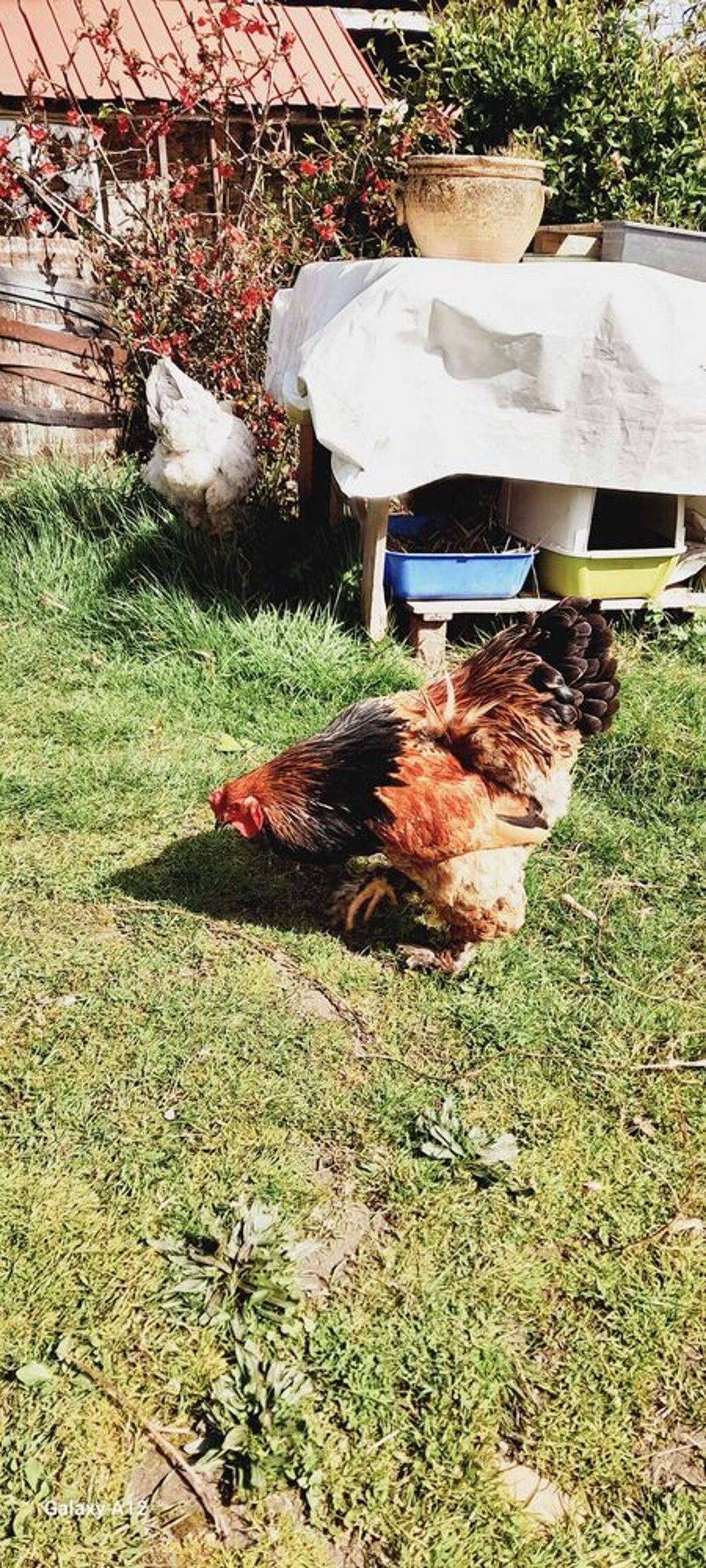 coq Brahma Jardin