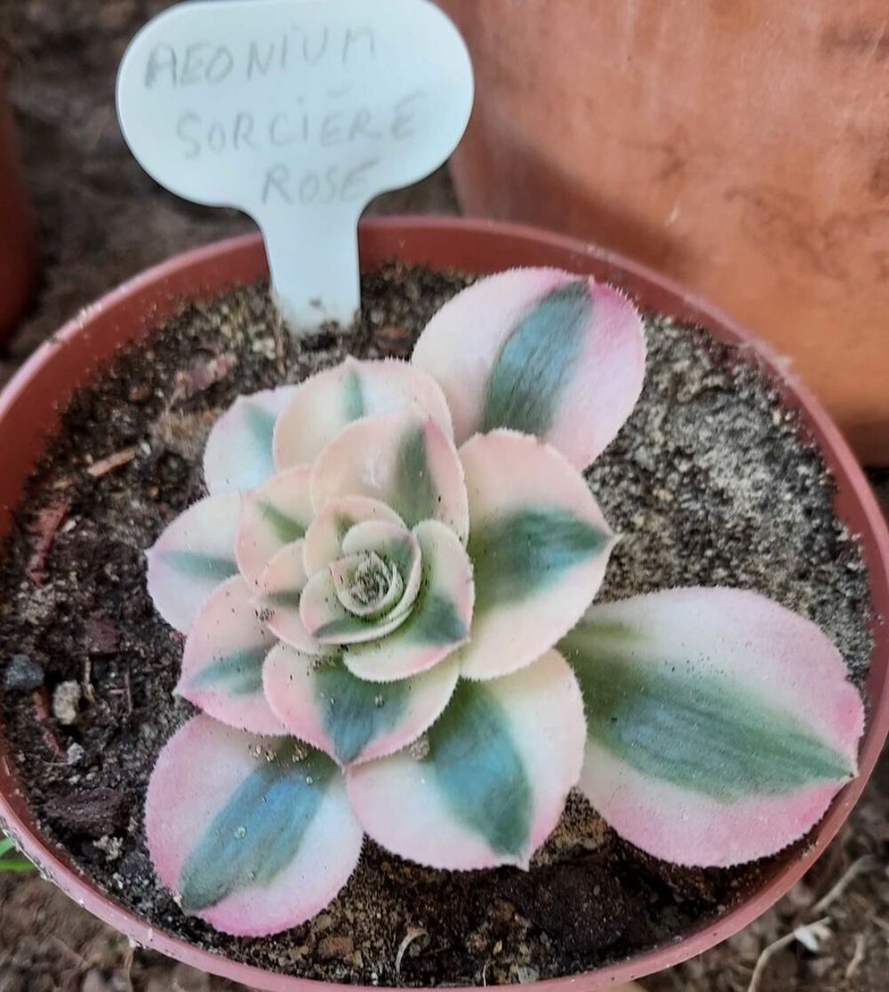 Plantes grasses, succulentes Jardin