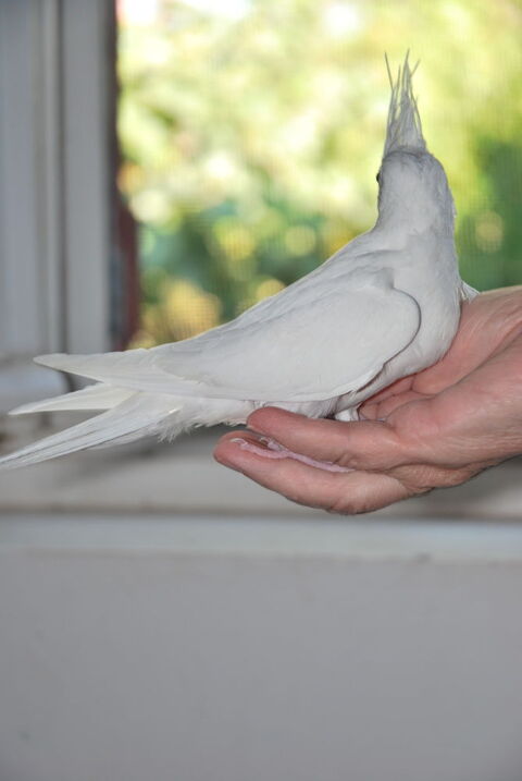calopsittes eam males 50 83000 Toulon