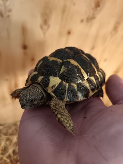 Tortues de terre 100 26390 Hauterives