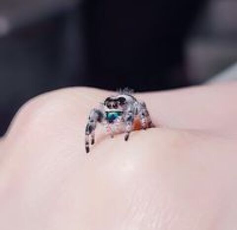   J'aurais à placer des phidippus regius Bahamas
Taille L4
10 